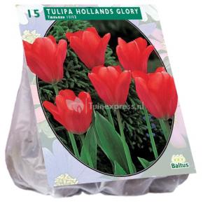 Baltus Tulipa Hollands Glorie tulpen bloembollen per 15 stuks